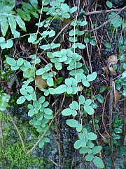 pellaea andromedifolia